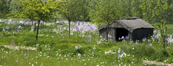 Prairie fleurie - Lodges de Malbrough